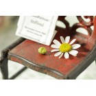 Canon EF 100mm f/2.8L Macro IS USM