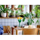 LEGO Конструктор Iconic Нарциси