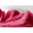 Canon EF 100mm f/2.8L Macro IS USM