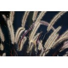 Nikon 200-500mm f/5.6E ED AF-S VR Nikon 200-500mm f/5.6E ED AF-S VR