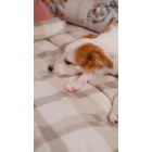 ARDESTO Плед Fleece, 130x160см, 100% поліестер, клітинка, бежевий ARDESTO Плед Fleece, 130x160см, 100% поліестер, клітинка, бежевий